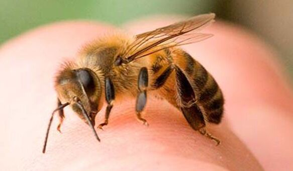 Bee stings - an extreme way to enlarge the phallus