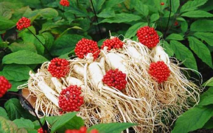 Ginseng root increases male potency, which helps the head of the penis to grow